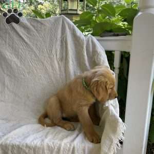 Grant, Golden Retriever Puppy