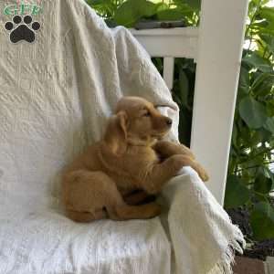 George, Golden Retriever Puppy