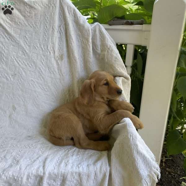 George, Golden Retriever Puppy