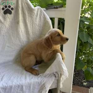 Yasso, Golden Retriever Puppy