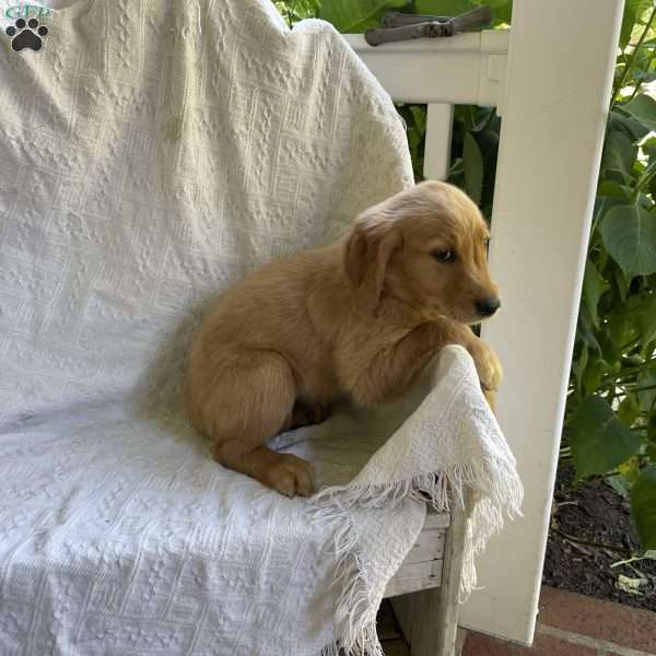 Yasso, Golden Retriever Puppy