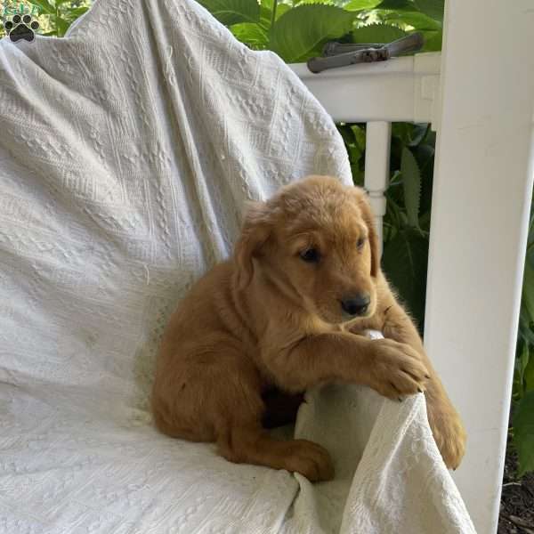 Bethany, Golden Retriever Puppy