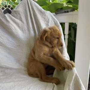 Bethany, Golden Retriever Puppy
