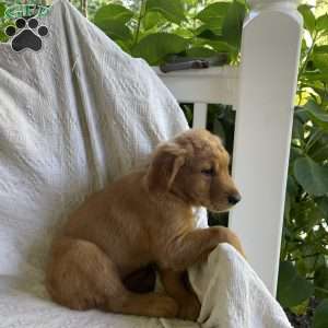 Bethany, Golden Retriever Puppy