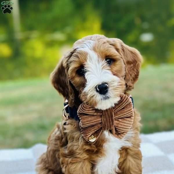 Ranger, Mini Goldendoodle Puppy