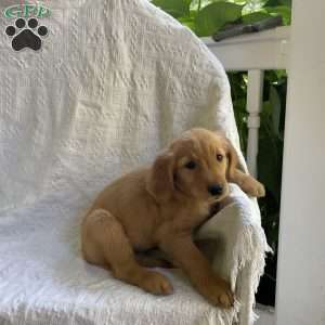 Bree, Golden Retriever Puppy