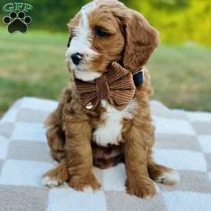 Ranger, Mini Goldendoodle Puppy