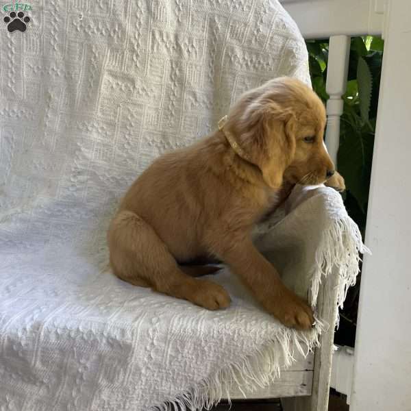 Bree, Golden Retriever Puppy