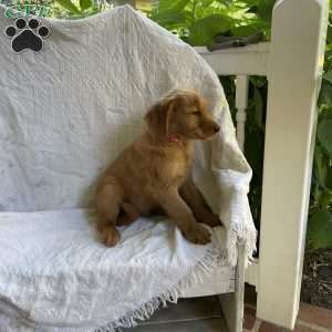 Ranger, Golden Retriever Puppy