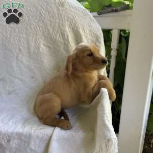 Oliver, Golden Retriever Puppy