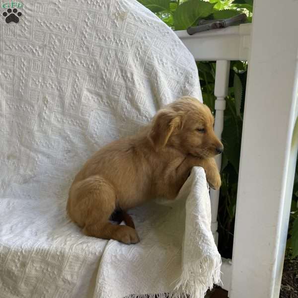 Oliver, Golden Retriever Puppy