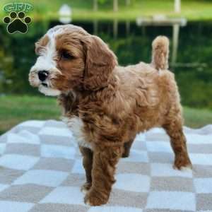 Ranger, Mini Goldendoodle Puppy