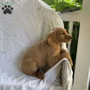 Bryce, Golden Retriever Puppy
