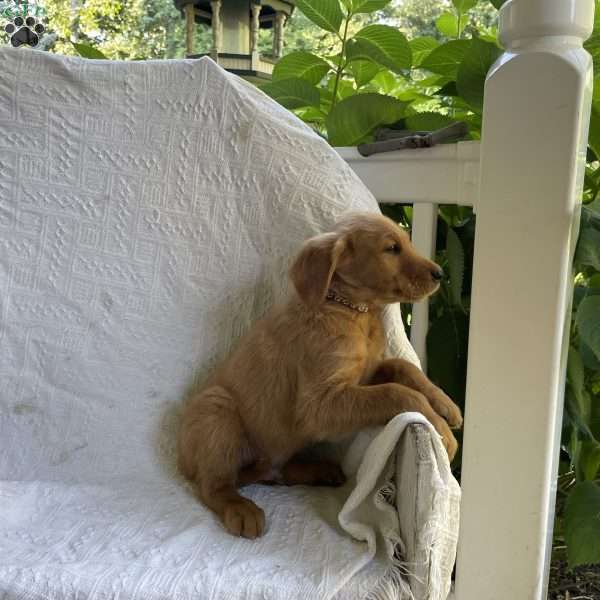 Bryce, Golden Retriever Puppy