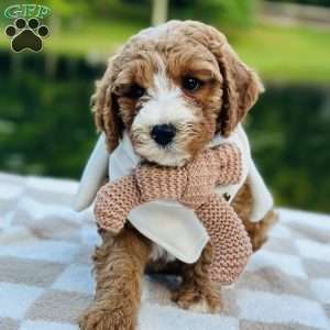 Dolly, Mini Goldendoodle Puppy
