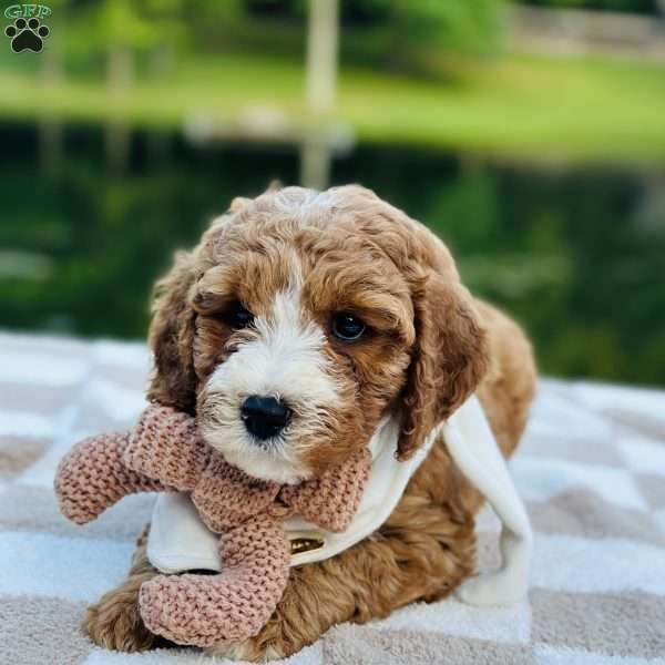 Dolly, Mini Goldendoodle Puppy