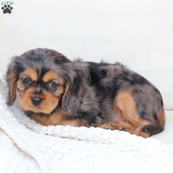 Nova, Cavalier King Charles Spaniel Puppy