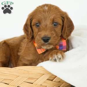Paris, Irish Doodle Puppy
