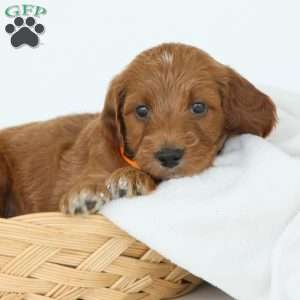 Paris, Irish Doodle Puppy