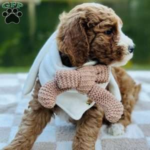 Dolly, Mini Goldendoodle Puppy