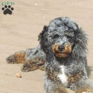 Betty, Mini Bernedoodle Puppy