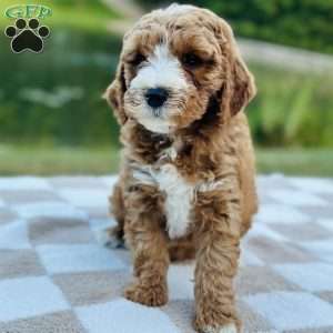 Dolly, Mini Goldendoodle Puppy