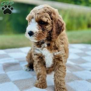 Dolly, Mini Goldendoodle Puppy