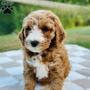 Dolly, Mini Goldendoodle Puppy