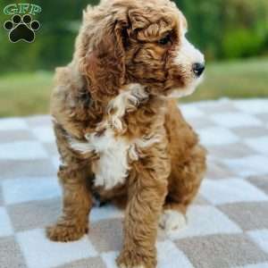 Dolly, Mini Goldendoodle Puppy