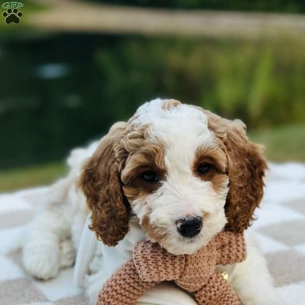 Dixie, Mini Goldendoodle Puppy