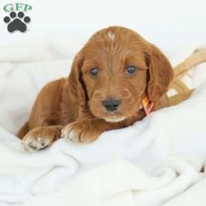 Paris, Irish Doodle Puppy