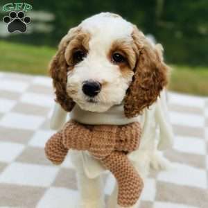 Dixie, Mini Goldendoodle Puppy