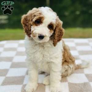 Dixie, Mini Goldendoodle Puppy