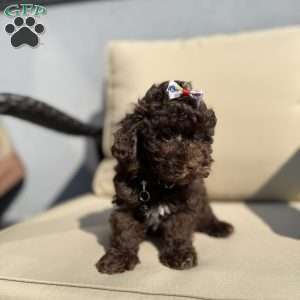 Tootsie, Toy Poodle Puppy