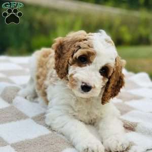 Dixie, Mini Goldendoodle Puppy
