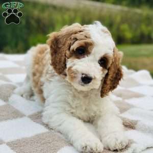 Dixie, Mini Goldendoodle Puppy