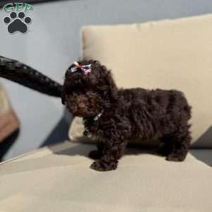 Tootsie, Toy Poodle Puppy