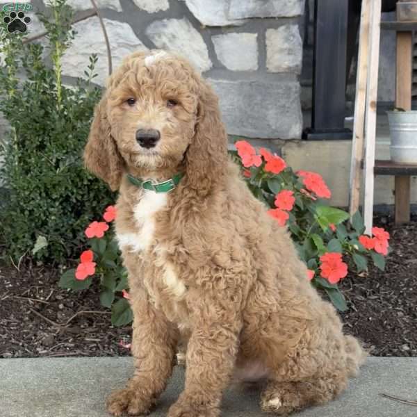 Peter, Goldendoodle Puppy