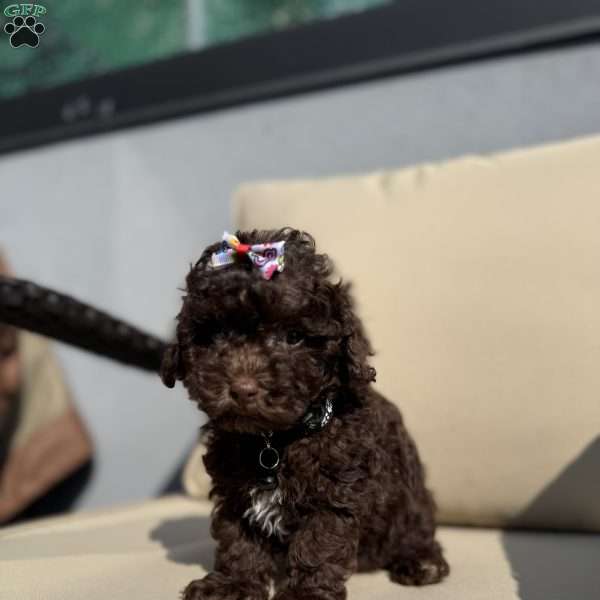 Tootsie, Toy Poodle Puppy