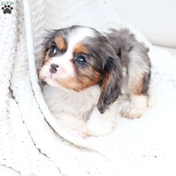 Millie, Cavalier King Charles Spaniel Puppy