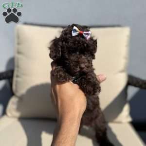 Tootsie, Toy Poodle Puppy
