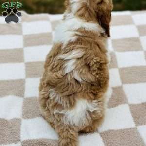 Dixie, Mini Goldendoodle Puppy