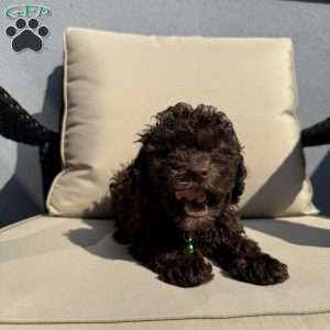 Twix, Toy Poodle Puppy