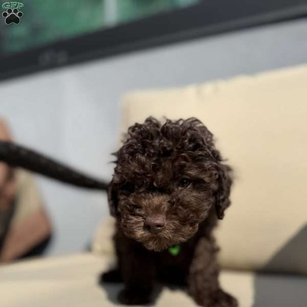 Twix, Toy Poodle Puppy