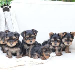 Bentley, Yorkie Puppy