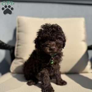 Twix, Toy Poodle Puppy