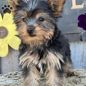 Beauty, Yorkie Puppy
