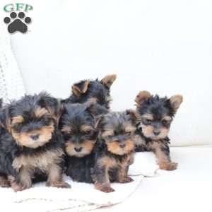Bentley, Yorkie Puppy
