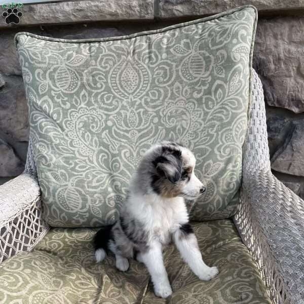 Theodore, Miniature Australian Shepherd Puppy