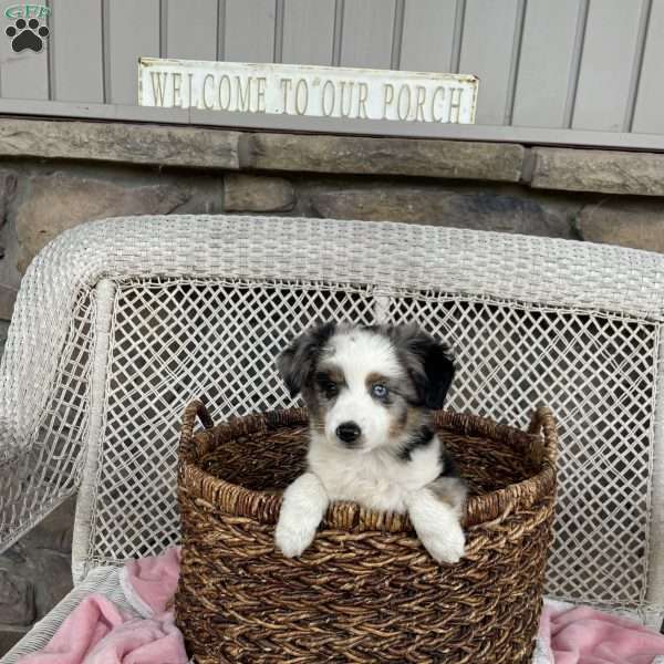 Theodore, Miniature Australian Shepherd Puppy